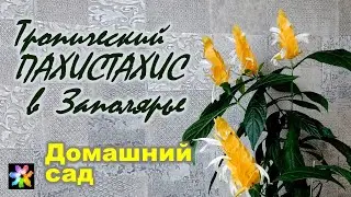 🌴🌱 Тропический цветок Пахистахис в Заполярье. Домашний сад