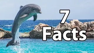 7 Facts about the Dolphin