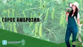 Горох Амброзия