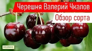 Черешня Валерий Чкалов: обзор сорта