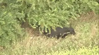 Bull escapes from farm near Chicago