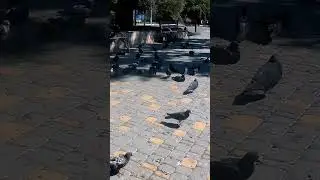 Каховка. голуби