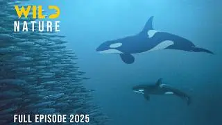 THE ANTARCTICA | Survival in the Realm of Giants | Animal documentary