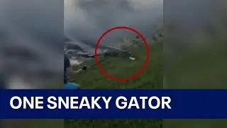 Alligator charges from water to steal Florida boys fish in viral sneak attack