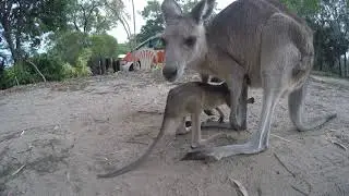 Kangaroo Joey Jumps Around His Mother in Australia