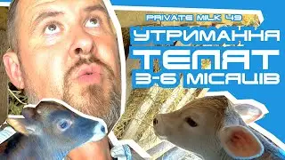 Утримання та годівля телят віком від 3 до 6 місяців | Private Milk | Травецький