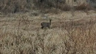 Corzuela en La Calera-Día de campo y gran sorpresa, video increíble !!!