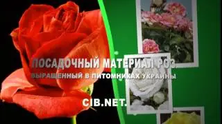 Посадочный материал РОЗ выращенных в питомниках Украины - Сельский Вестник