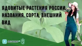 Ядовитые растения России: названия, сорта, внешний вид