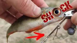 The SLEEPEST tackle - 100% will catch ALL the predator!