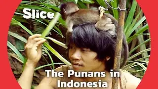 The Punans : Living in Harmony with the Forest | SLICE | FULL DOCUMENTARY