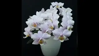 Phalaenopsis Pinlong Cherry