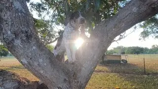 Sniffing