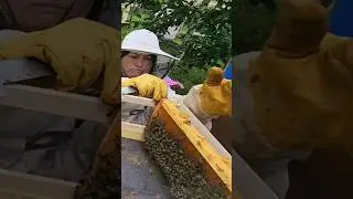 Зачем пчеловоду презерватив 