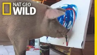 Can Animals Be Creative? Pigcasso the Painting Pig is Making Her Case | Nat Geo Wild