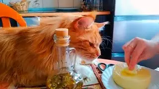 Мейн кун Степа. Как он помогает маме😺