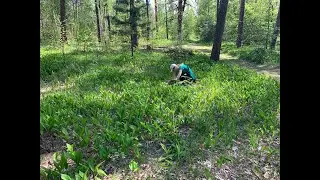 Поездка в лес: поляна ландышей и первые маслята