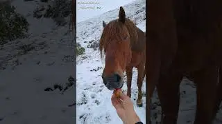 Дагестан 🏔️Тляратинский район 🏔️село Бетельда, первый снег в Горах, 4 октябрь 2023 год 🏔️