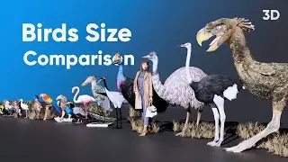 Birds Size 3D Comparison 2024