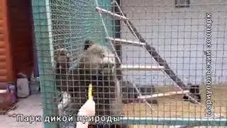 Медвежата в мариупольском зоопарке резвятся на солнце