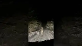 Встретился лось на дороге... Даже после полной остановки и ожидания, долго не убегал в лес