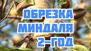 Мастер-класс по обрезке Миндаля.