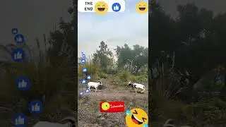 amazing goat fight very funny fail 