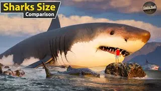 Sharks Size Comparison in  water | world smallest to longest shark size