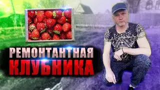 Обрываем цветонос и кормим ремонтантную клубнику