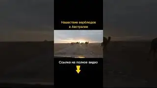 Нашествие верблюдов в Австралии. Как это произошло?