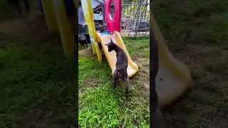 baby goat practicing for ninja warrior 😂🐐