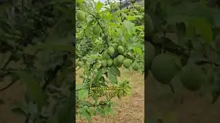 дар 17 сол