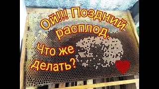 ПОЗДНИЙ РАСПЛОД. ЧТО Я ДЕЛАЮ?  ЛЕТКИ. УТЕПЛЕНИЕ.  КЛЕЩИ. ЗАКЛЮЧИТЕЛЬНЫЙ ОСМОТР.