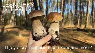 Що у лісі з грибами після холодної ночі?