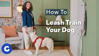 How To Leash Train A Dog | Chewtorials