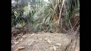 MANTAP 8 MENIT T4RUN6 PIKAT AYAM HUTAN SAMPAI LEMAS-mikat ayam hutan terbaik