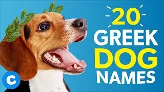 20 Greek Dog Names | Chewy