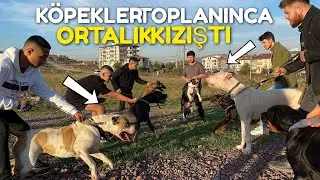 10 KÖPEK TOPLANINCA ORTALIK KIZIŞTI!! ( Cane Corso , Dogo Argentino , Pitbull , Kangal Rottweiler )