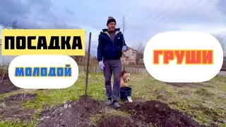 Посадка груши.
