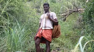 Tribes bushcraft,  huge honeycomb find in aloe vera,
