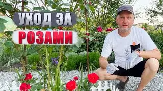 Из-за чего может исчезнуть куст Розы