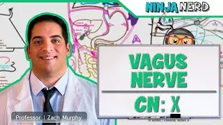 Neurology | Vagus Nerve: Cranial Nerve X