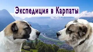 Голодный пес - счастливый помощник чабана / Карпаты / Алабаи