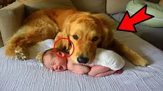 How a Dog Changed a Sick Child's Life Overnight