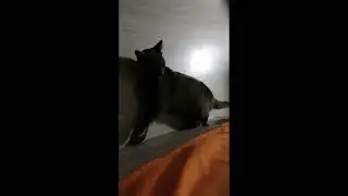 Домочадцы)))