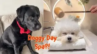 A DOGGY DAY SPA?! 😳