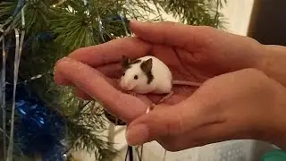 КАК РОЮТСЯ МЫШИ