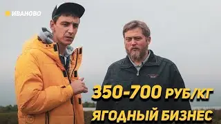 От 350 руб/кг - Как выращивать ягоду в центральной России. 