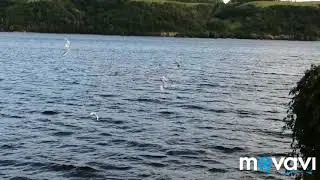 ШУМ ВОЛГИ И ЧАЕК