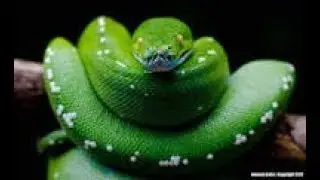 Python with Tkinter GUI| How to Insert data from MySQL TO Python using Tkinter